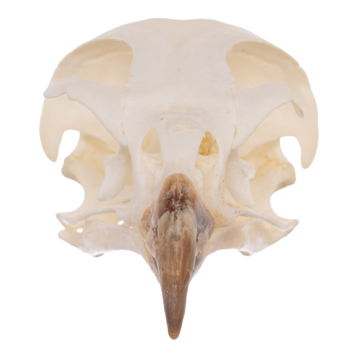 Real European Buzzard Skeleton - Disarticulated