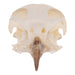 Real European Buzzard Skeleton - Disarticulated