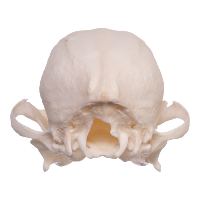 Real Domestic Dog Skull - Shih Tzu