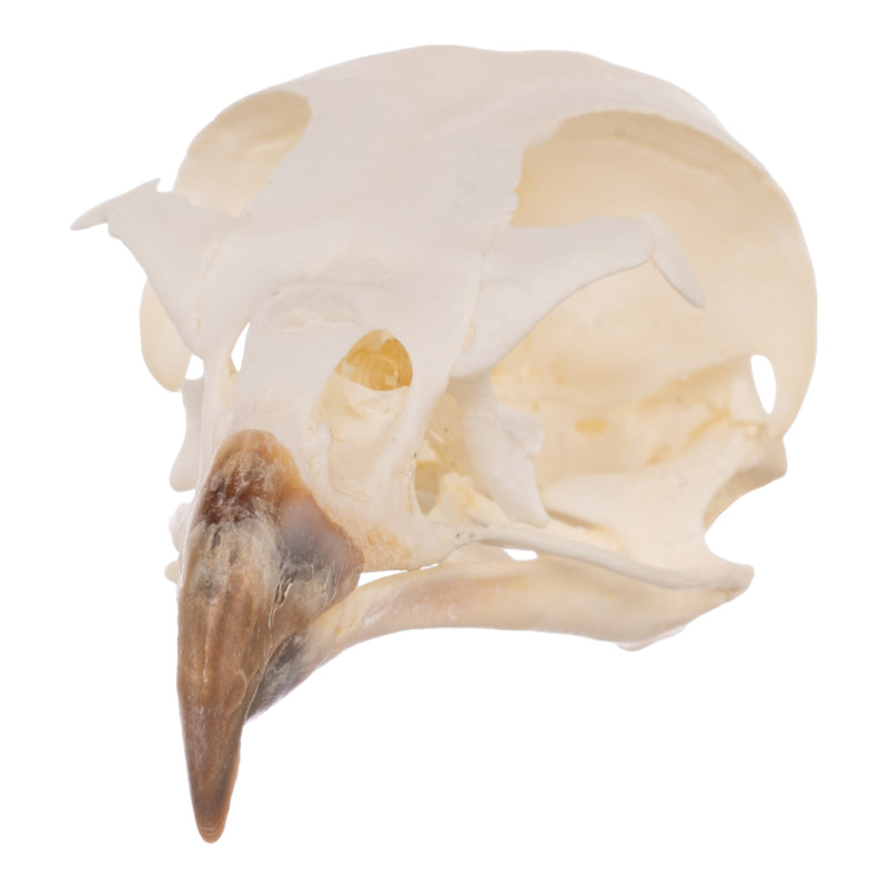 Real European Buzzard Skeleton - Disarticulated
