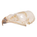 Real European Buzzard Skeleton - Disarticulated