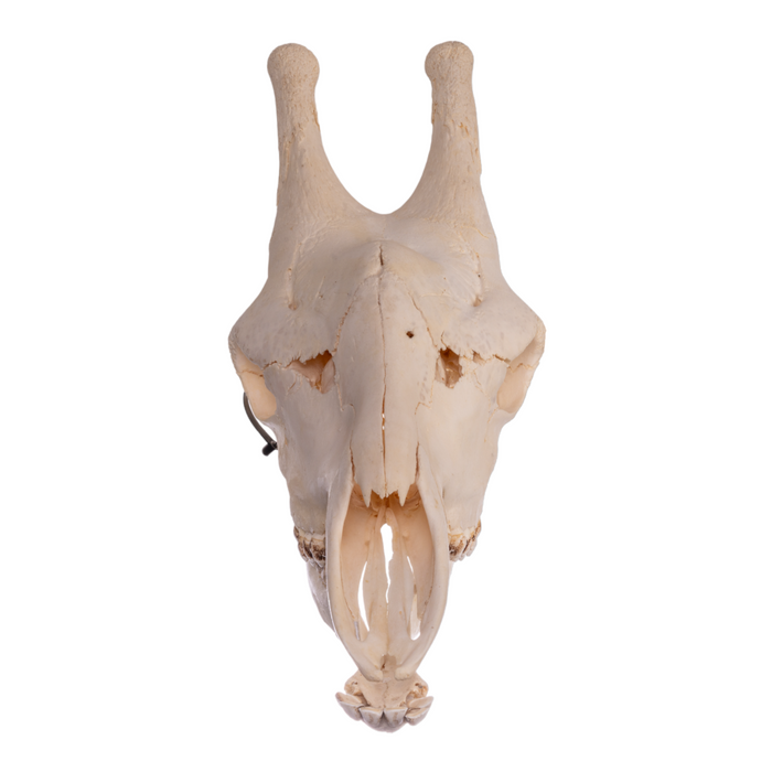 Real Giraffe Skull - Male
