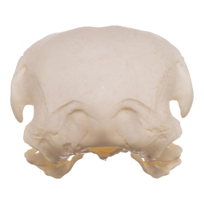 Real European Buzzard Skeleton - Disarticulated