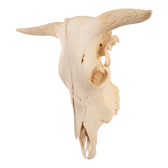 Real Domestic Cow Skull without Horns