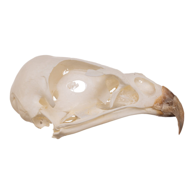 Real European Buzzard Skeleton - Disarticulated