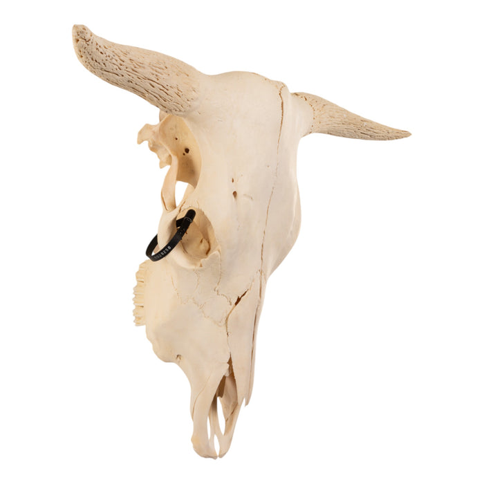 Real Domestic Cow Skull without Horns