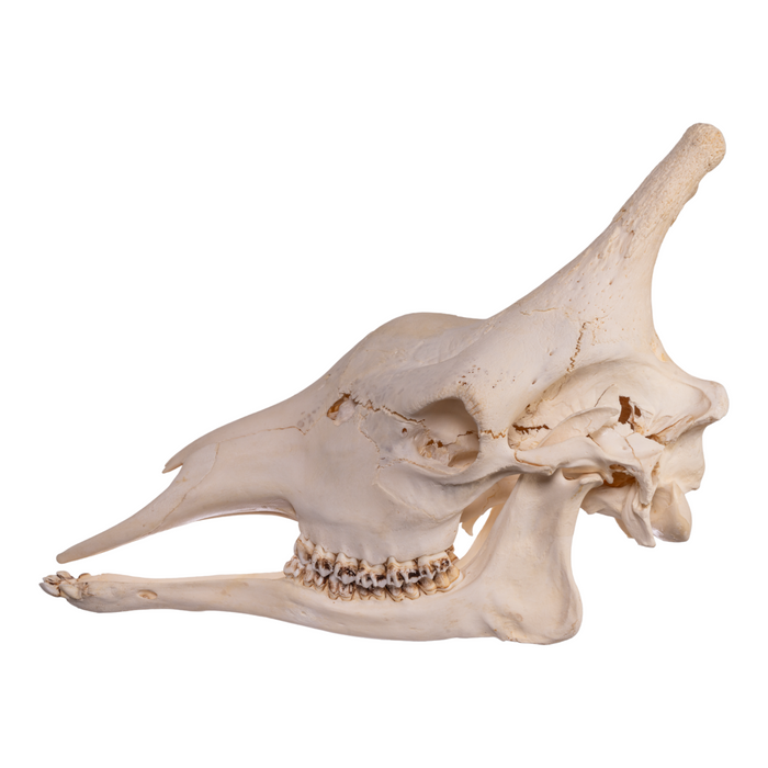 Real Giraffe Skull - Male