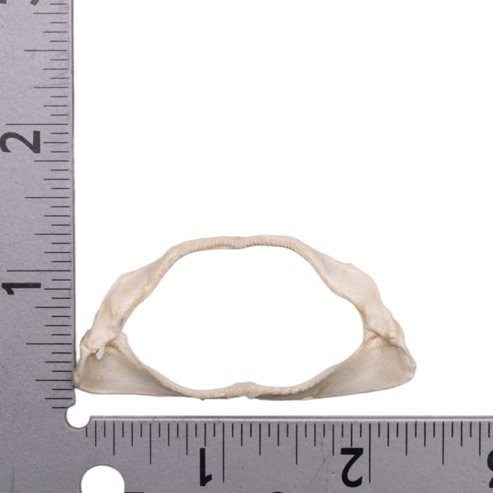 Real Coral Catshark Jaw (2")