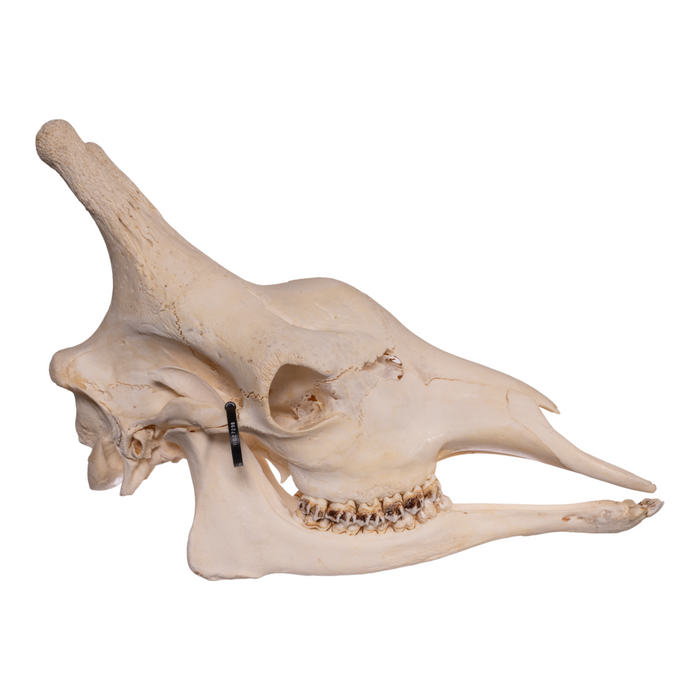 Real Giraffe Skull - Male