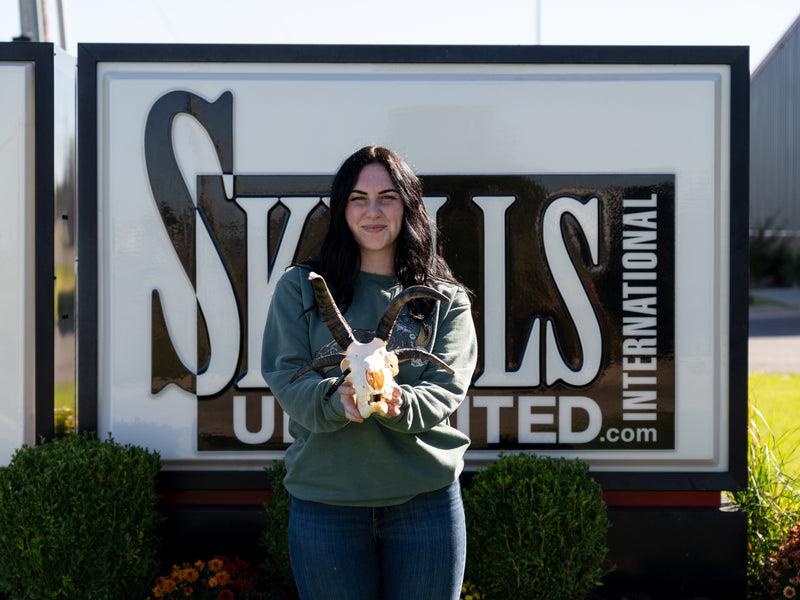 Real Four-horned Jacob Sheep Skull with Mandible