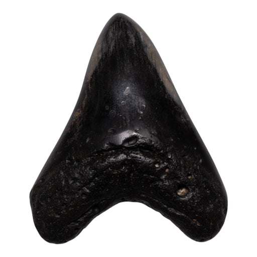 Real Megalodon Tooth