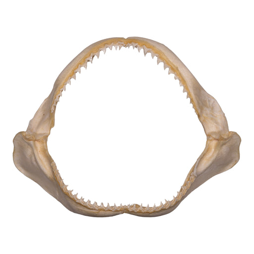 Real Copper Shark Jaw (14")