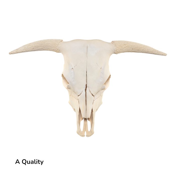 Real Longhorn Skull without Horns