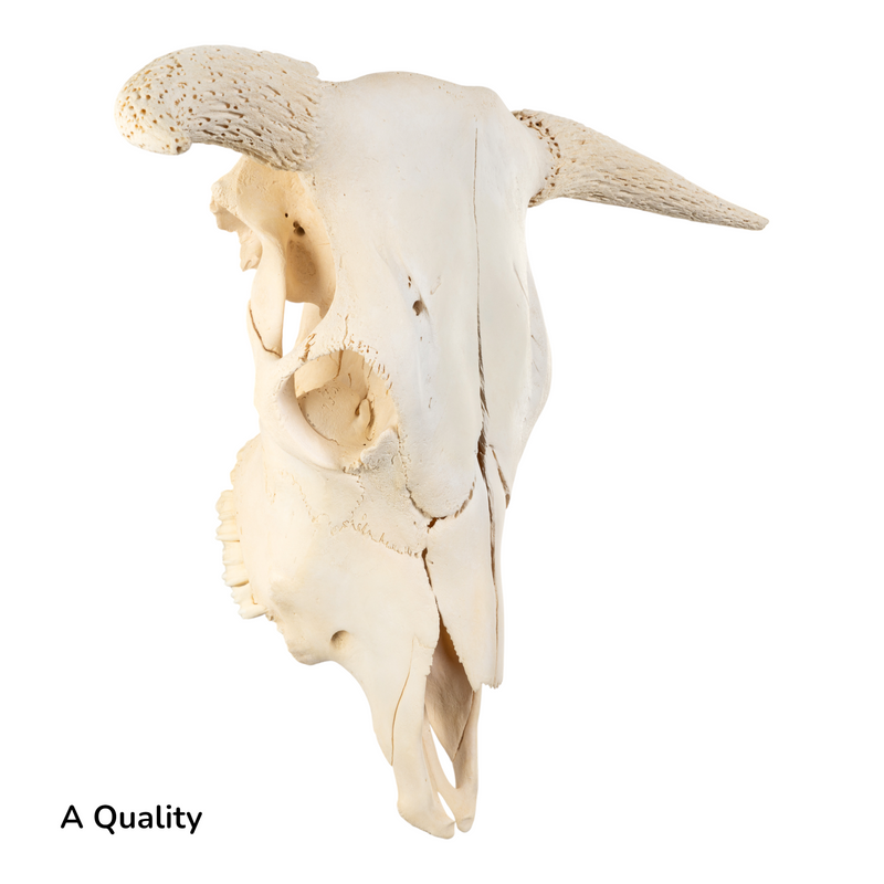 Real Longhorn Skull without Horns