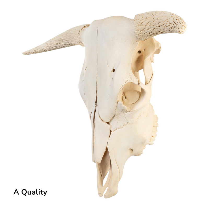 Real Longhorn Skull without Horns