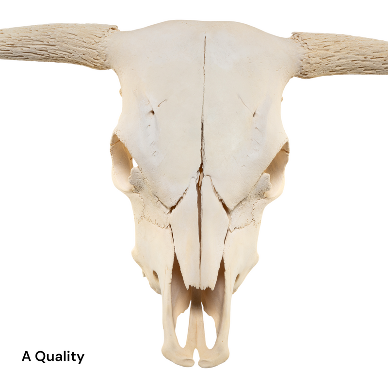 Real Longhorn Skull without Horns