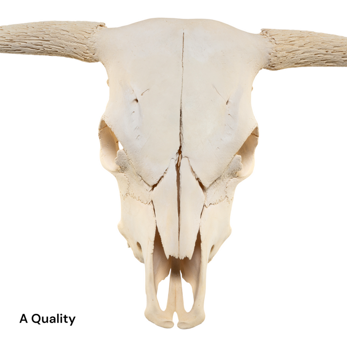 Real Longhorn Skull without Horns