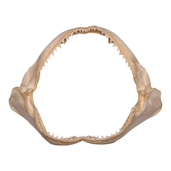 Real Copper Shark Jaw (15")