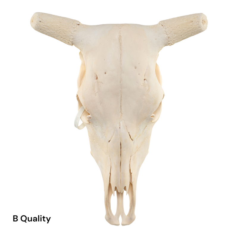 Real Longhorn Skull without Horns