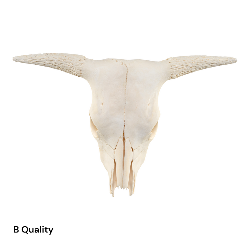 Real Longhorn Skull without Horns