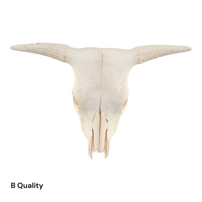Real Longhorn Skull without Horns