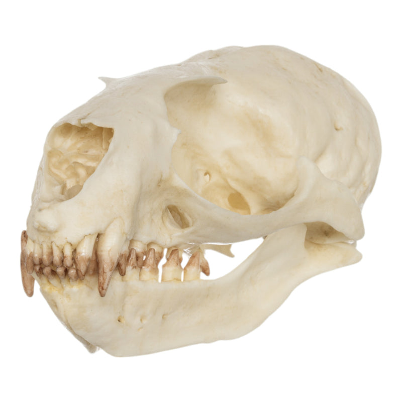 Replica Guadalupe Fur Seal Skull - Female