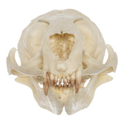 Replica Guadalupe Fur Seal Skull - Female