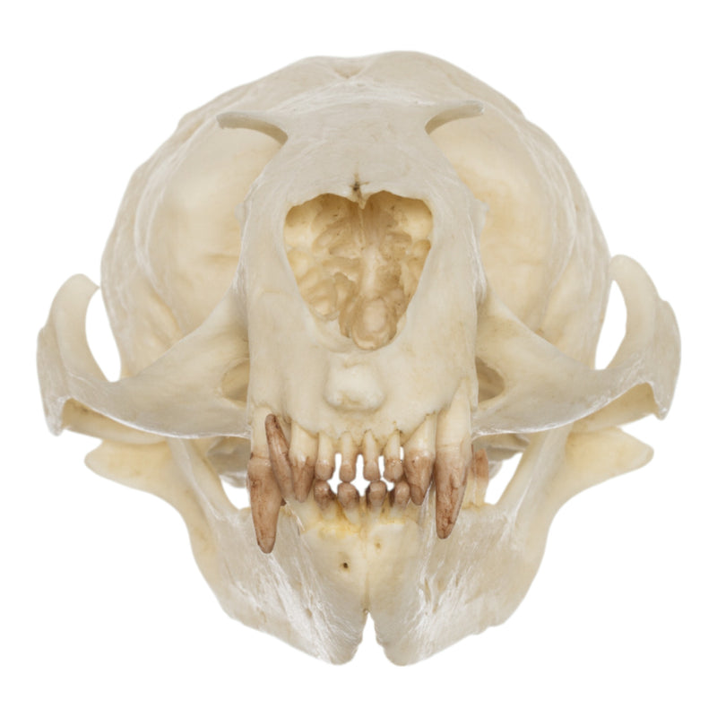 Replica Guadalupe Fur Seal Skull - Female