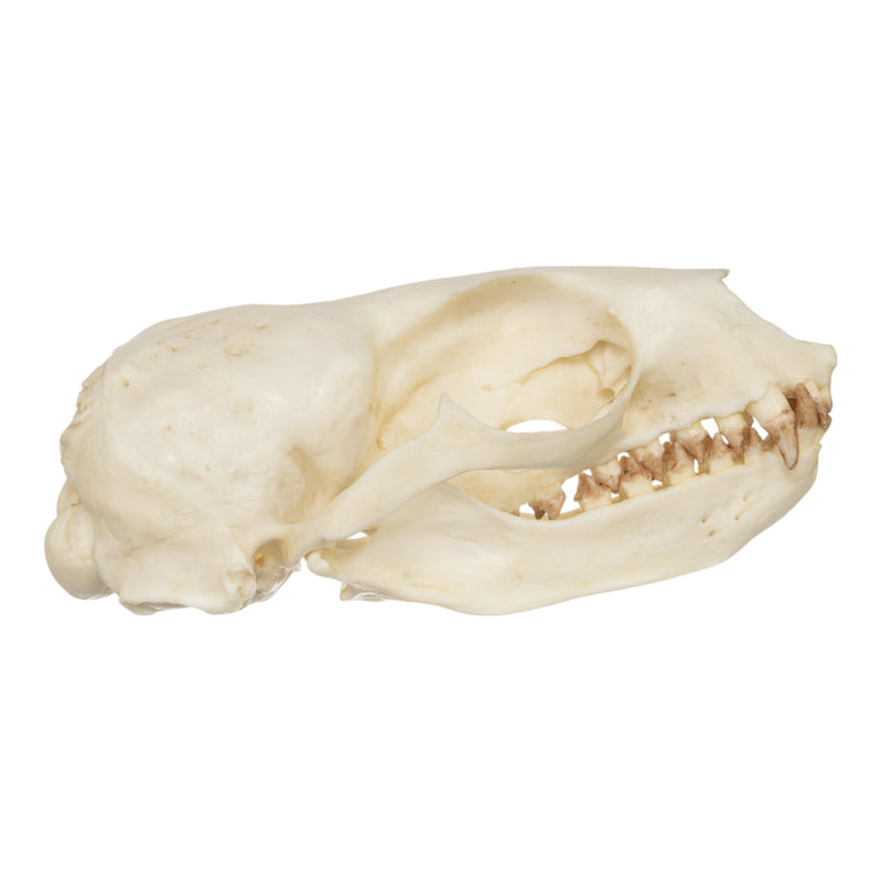 Replica Guadalupe Fur Seal Skull - Female