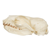 Replica Guadalupe Fur Seal Skull - Female
