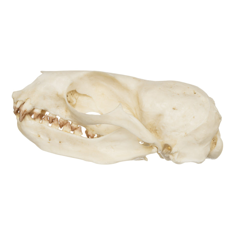 Replica Guadalupe Fur Seal Skull - Female