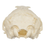 Replica Guadalupe Fur Seal Skull - Female