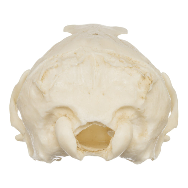 Replica Guadalupe Fur Seal Skull - Female