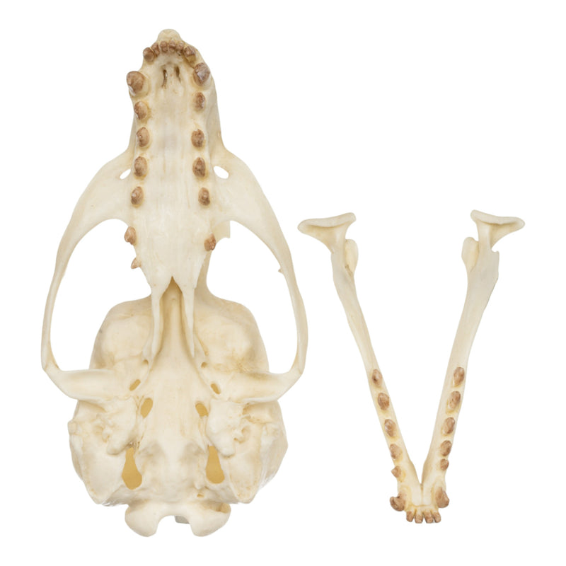 Replica Guadalupe Fur Seal Skull - Female
