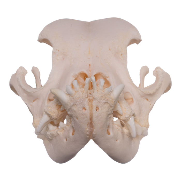 Real Domestic Dog Skull - English Bulldog (Periodontal)