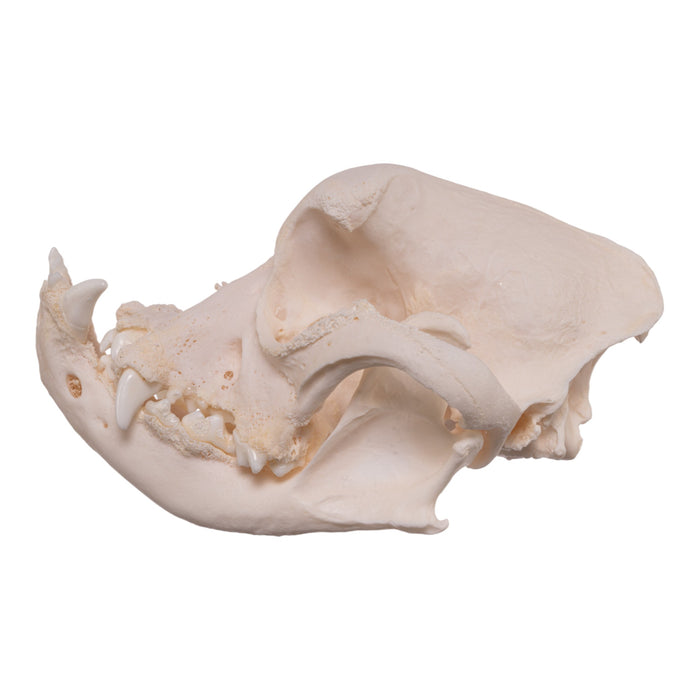 Real Domestic Dog Skull - English Bulldog (Periodontal)