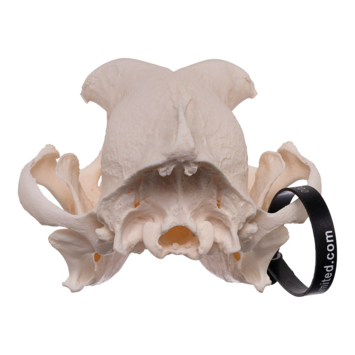 Real Domestic Dog Skull - English Bulldog (Periodontal)