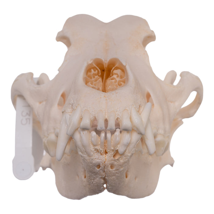 Real Domestic Dog Skull - Alaskan Malamute