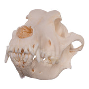 Real Domestic Dog Skull - Alaskan Malamute