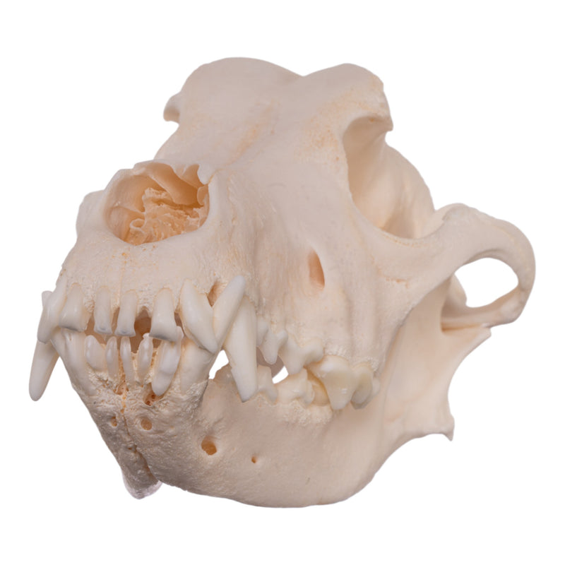 Real Domestic Dog Skull - Alaskan Malamute