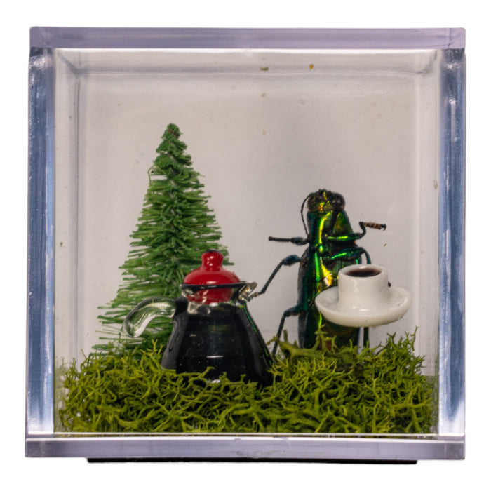 Real Jewel Beetle Terrarium