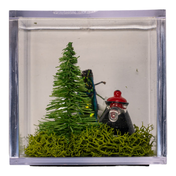 Real Jewel Beetle Terrarium