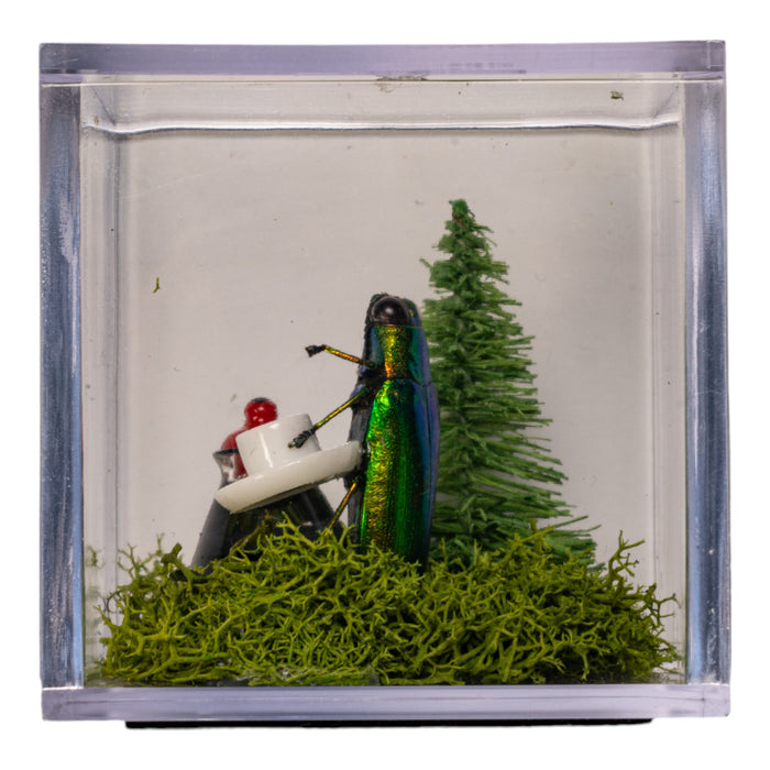 Real Jewel Beetle Terrarium