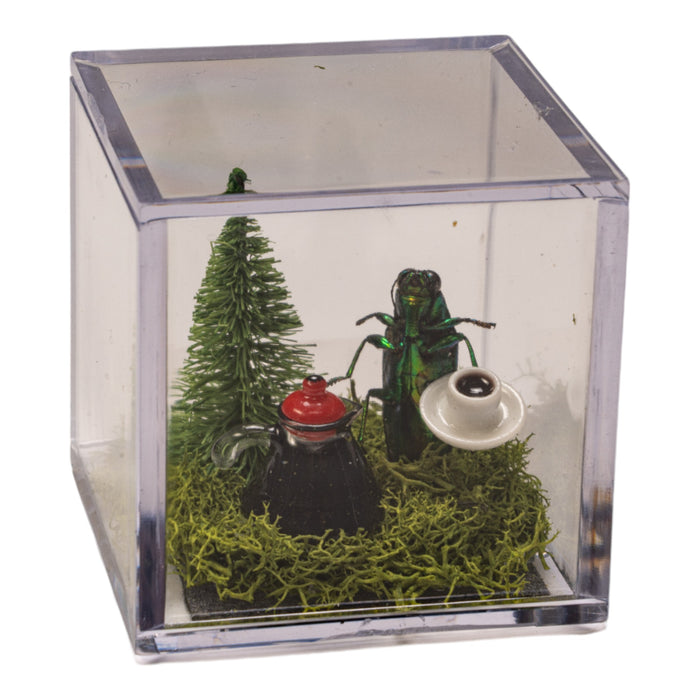 Real Jewel Beetle Terrarium
