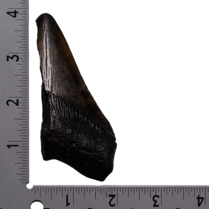 Real Megalodon Tooth - Half