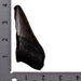 Real Megalodon Tooth - Half