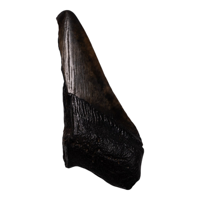Real Megalodon Tooth - Half