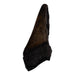 Real Megalodon Tooth - Half