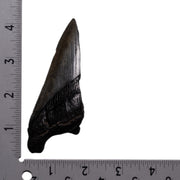 Real Megalodon Tooth - Half