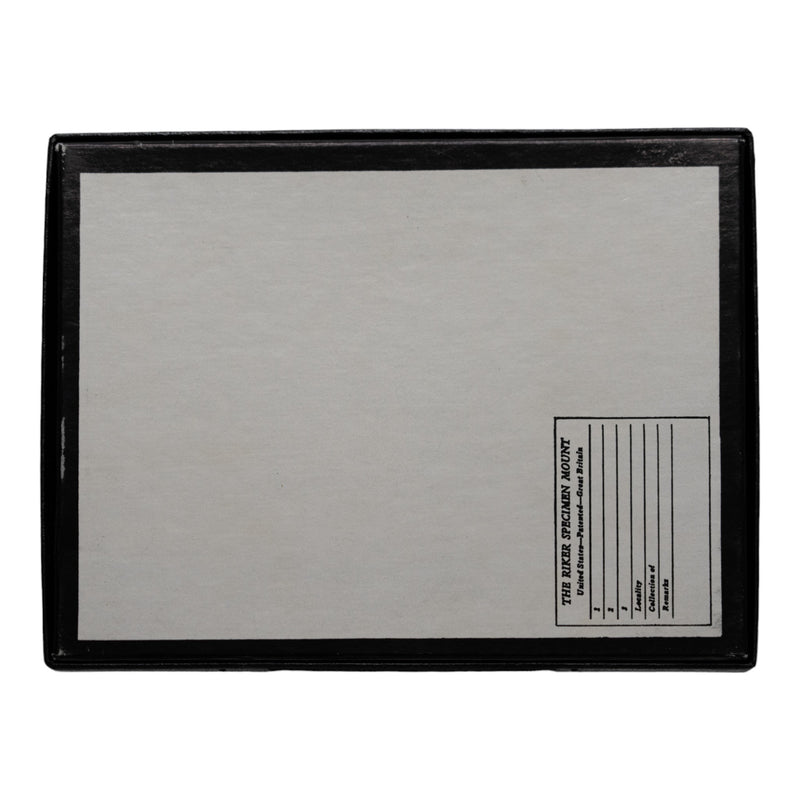 Real Fossil Shark Teeth - Set of 20